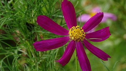 purple flower in the wind