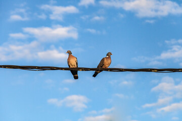 Allassac (Corrèze, France) - Duo de tourterelles