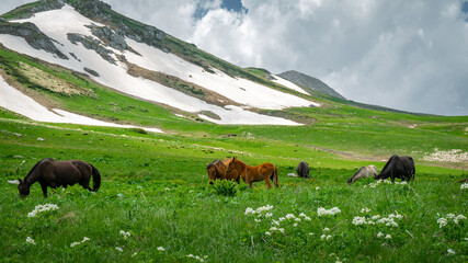 Fototapeta na wymiar Adult horses graze in alpine meadows. Nearby are small foals. Snow still lies in the mountains.