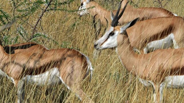Herd of springbok in the wild, Etosha National Park, Namibia, Africa. 