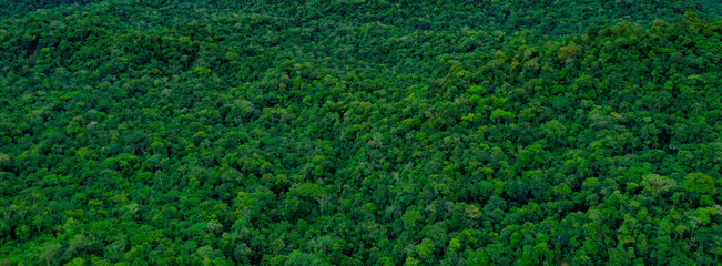Nature background of a stretched forest, a bright green natural banner of a tropical forest