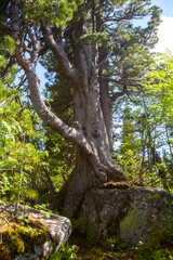 Fototapeta na wymiar Pine tree on a stone. Shoriya. Kemerovo Oblast, Russia