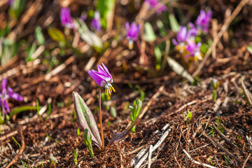 Wild pink Kandyk Siberian flower