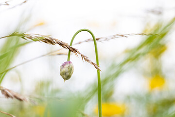 Close up shot of flower bud in the meadow