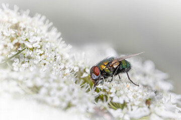 Close up shot of fly on white flowers