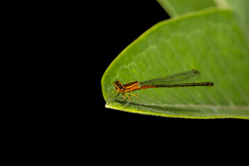 Close up shot of Damselfly on a green leaf with black background