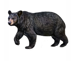 The American black bear (Ursus americanus) - obrazy, fototapety, plakaty