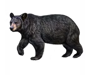 Fotobehang The American black bear (Ursus americanus) © Liliya