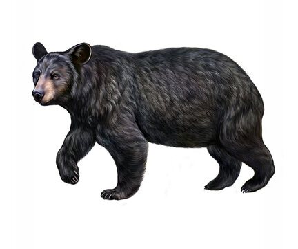 The American black bear (Ursus americanus)
