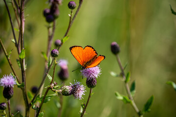 Scarce copper (Lycaena Virgaureae) butterfly collects nectar on a field flower on a summer day in a forest glade