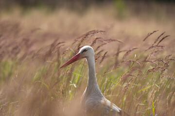 White Stork (Ciconia ciconia) searching for food on a field