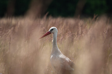 White Stork (Ciconia ciconia) searching for food on a field