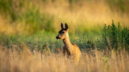Roe Deer (Capreolus capreolus) walks on a green meadow. Roe Deer looking for a food. Meadow with wild animals. Animal in a natural habitat.