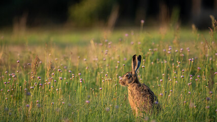 European Brown Hare (Lepus Europaeus) resting in a meadow. The hare is basking in the sun. Hare in summer farmland setting