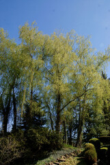 Fototapeta premium birch tree with growing fresh foliage at spring in park