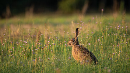 European Brown Hare (Lepus Europaeus) resting in a meadow. The hare is basking in the sun. Hare in summer farmland setting