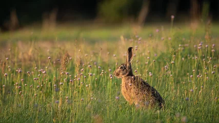 Foto op Aluminium European Brown Hare (Lepus Europaeus) resting in a meadow. The hare is basking in the sun. Hare in summer farmland setting © Mateusz