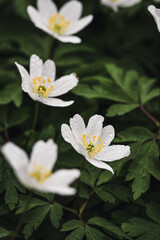 Closeup macro of white wild flowers in spring