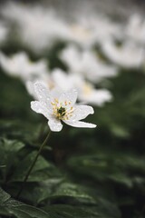 Closeup macro of white wild flowers in spring