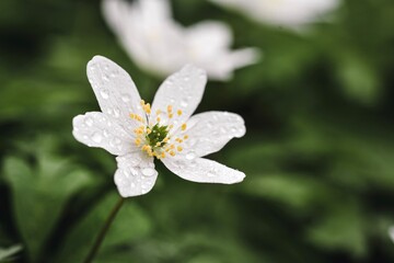 Closeup macro of white wild flower in spring