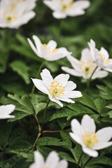 Obraz na płótnie Canvas Closeup macro of white wild flowers in spring