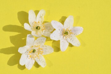 Overhead of white flowers with water drops on