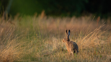 Obraz na płótnie Canvas European Brown Hare (Lepus Europaeus) resting in a meadow. The hare is basking in the sun. Hare in summer farmland setting