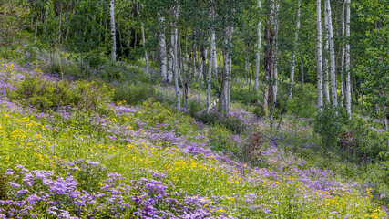 Aspen trees surrounded with Wildflower meadow along Brush creek trail in Colorado