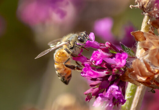 Bee with purple flowers macro image