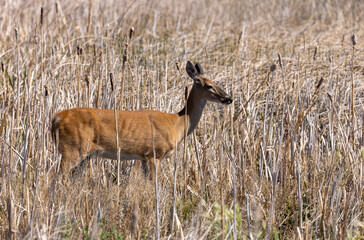 Whitetail Deer Doe in Summer in Idaho