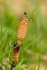 Springtime. Mushroom