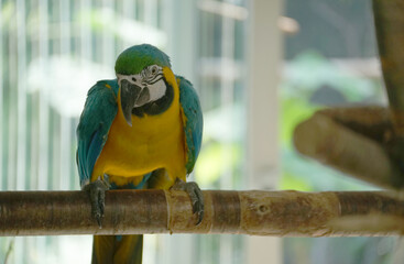 Close up of a macaw