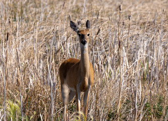 Whitetail Deer Doe in Summer in Idaho