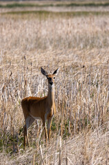 Whitetail Deer Doe in Summer in Idaho