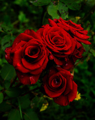 red roses in garden