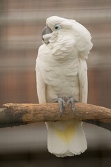 White cockatoo parrot in captivity man.
