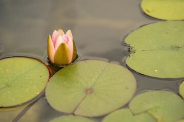 The Indian lotus (Nelumbo nucifera) lotus flower was and is in many religions a sacred flower and an important symbol, it plays an important role in Egyptian mythology and is still revered in Hinduism