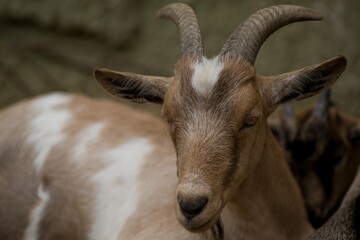 close up of a goat