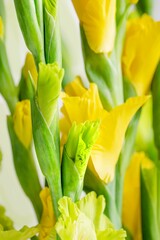Fototapeta premium Beautiful green and yellow summer gladiolus flowers