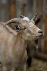 close up of a goat