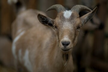 portrait of a goat