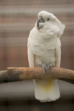 craigslist phoenix birds for sale