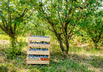 blue ripe plum lies in boxes