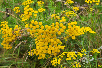 Tansy ordinary (Tanacetum vulgare) blooms in the wild