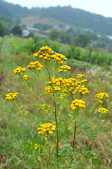 Tansy ordinary (Tanacetum vulgare) blooms in the wild