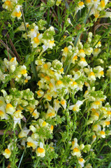 Linaria vulgaris blooms in nature