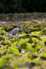 The Gray Heron (Ardea cinerea) is a large rowing bird in the heron family. It is widespread, occurring on all continents of the Eastern Hemisphere.