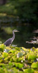 The Gray Heron (Ardea cinerea) is a large rowing bird in the heron family. It is widespread, occurring on all continents of the Eastern Hemisphere.