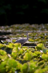 The Gray Heron (Ardea cinerea) is a large rowing bird in the heron family. It is widespread, occurring on all continents of the Eastern Hemisphere.
