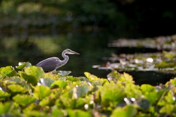 The Gray Heron (Ardea cinerea) is a large rowing bird in the heron family. It is widespread, occurring on all continents of the Eastern Hemisphere.